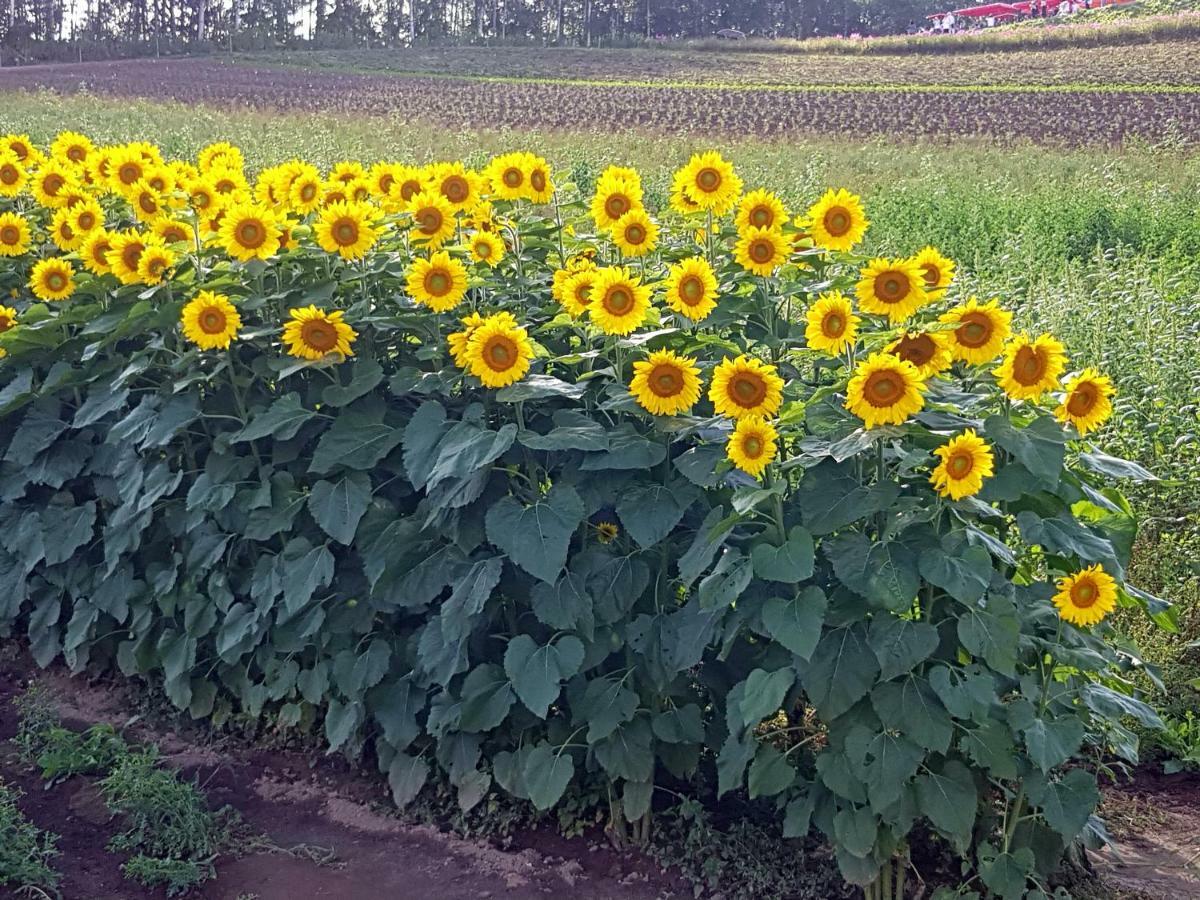 Furano B&B Dış mekan fotoğraf